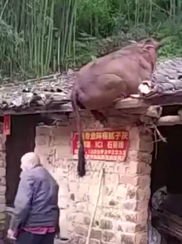 这头牛是怎么上到房顶上去的呢？