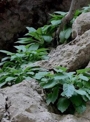 国家二级保护植物崖白菜在悬崖峭壁被发现