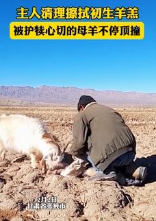 主人清理擦拭初生羊羔被母羊顶撞