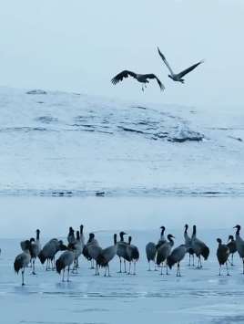 云南昭通飞来上千只黑颈鹤越冬，雪地嬉戏美成水墨画
