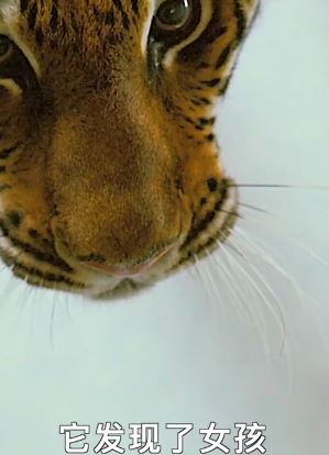 电影解说：女孩被困在一个有老虎的房子里，她是否能逃出虎口呢？