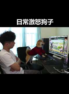 成精了！狗狗打游戏正尽兴被主人把显示屏关掉 一气之下把键盘扔掉！