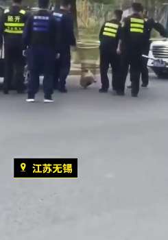 无锡落选文明城市后抓狗，城管：只是加强管理