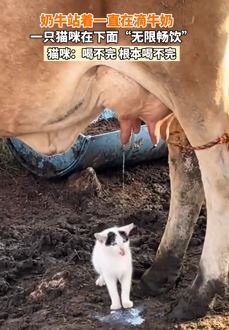 小猫站奶牛身下喝牛奶  猫咪：喝不完，根本喝不完