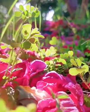 河南平顶山美景欣赏 生活在这里一定很幸福