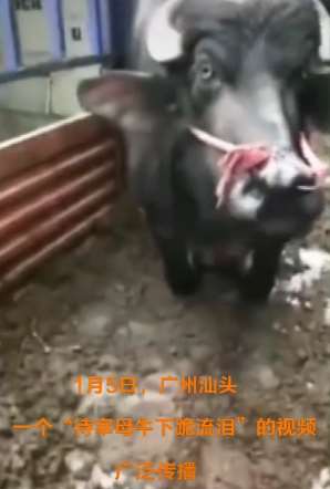 待宰怀孕母牛含泪下跪,网友筹两万买下放生!