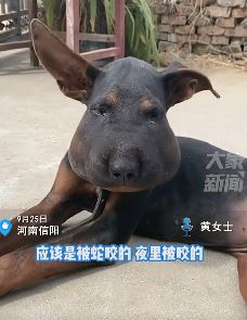 狗狗被蛇咬 一觉醒来脸肿成表情包