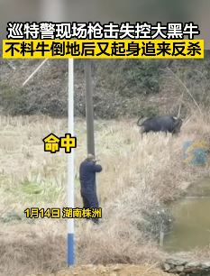 株洲特警现场处置失控大黑牛 一枪命中倒地后又起身追来反杀
