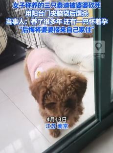 南京一女子曝养了3只泰迪被婆婆虐杀
