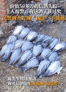 信鸽养殖户报警称鸽子被盗 民警勘查后发现盗贼是只黄鼠狼