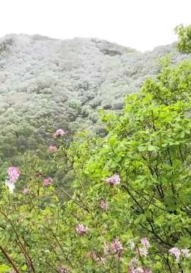 北京百花山景区夏日飞雪  此美景多年不遇