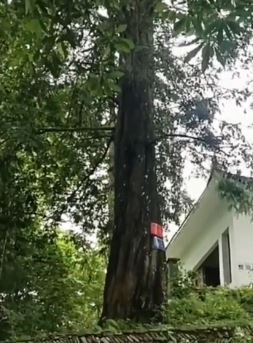 贵州榕江县有颗会"下雨"的树 树底下乘凉暑热顿消