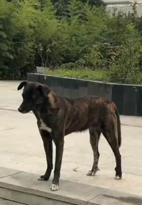 狗主人回韩国老家  小狗苦等主人3年不走