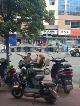 太和县一疯牛连伤多人，特警果断将其击毙