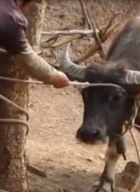 云南玉溪一叔侄俩为争牛的归属权给牛做亲子鉴定