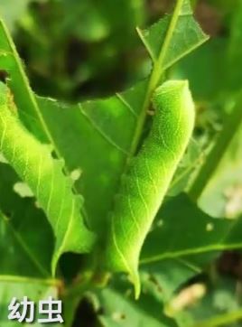 "吃虫"那些事儿：你知道有多少种虫子可以吃吗？