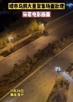 西宁现大量乌鸦 场面十分壮观