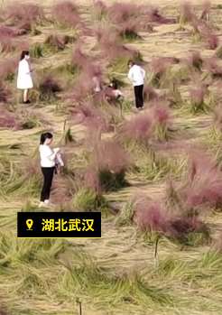 武汉一公园大片网红粉黛遭踩踏