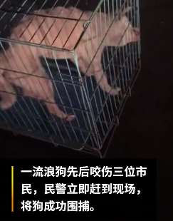 长沙一条疯狗连咬3人 民警赶到后将狗围捕