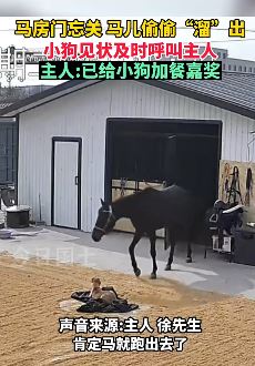 马儿偷偷跑出门 小狗提醒主人获嘉奖
