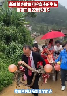 新郎接亲用牛车当婚车拉新娘回家