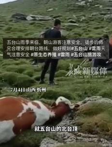 五台山北台顶7头牛遭雷击死亡