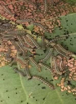 每只美国白蛾100元 西安鼓励市民参与园林植物杀手防治