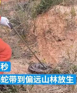 因附近山地施工冬眠蟒蛇惊被惊扰出来 消防员抓住后放生