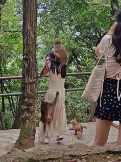 网曝一女孩在黔灵山遭猴子骚扰，抱屁股钻裙底
