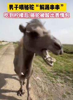 男子喂骆驼吃柠檬酸出表情包 心想你这不坑我呢