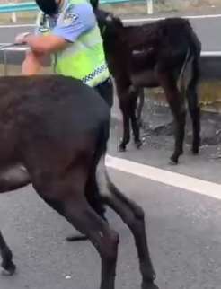 新疆2毛驴上高速险酿事故 民警一人警戒一人赶驴