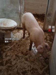 重庆一小区业主在家养猪引邻居不满：楼道臭气熏天