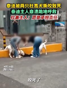 泰迪被两只杜高犬撕咬致死 杜高犬主人：愿意赔偿