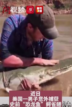 约2.5米长"恐龙鱼"被捕获