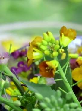 油菜花不都是黄的吗？错！科学家培育出38色颜色，美极了！