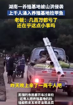 湖南常德一养殖基地遇山洪 上千人赶来捡甲鱼