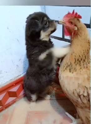 小狗与母鸡的爱情，两只动物太会演戏了！