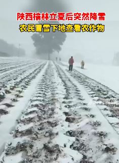 陕西榆林立夏后突然降雪 农民冒雪下地查看农作物