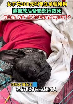 女子花300元打专车接狗被放后备箱闷死 狗主人提5000元赔偿