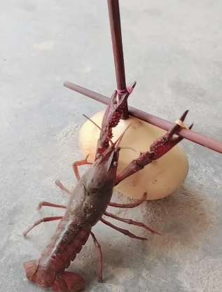 搞笑：小龙虾表演拉二胡，虽然不情愿，但我也没办法！