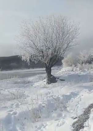 呼伦贝尔气温骤降，河边出现雾凇美景