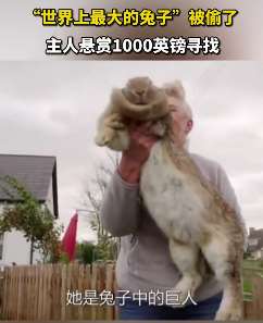世界上最大的兔子被偷 主人悬赏1000英镑寻找