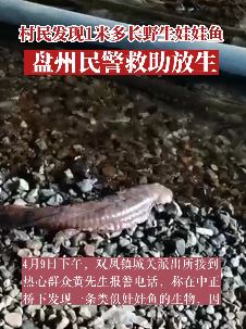 贵州一村民桥下发现1.28米大鲵