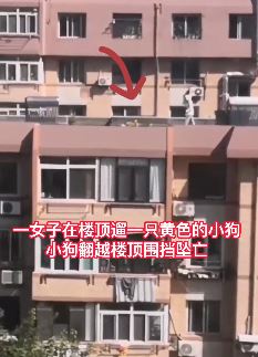 大连一女子楼顶遛狗 狗狗坠楼身亡 网友：遛狗不牵绳的下场