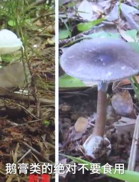 专家科普野生菌:2类毒菌碰不得最致命!