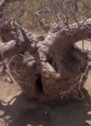 世界上与众不同的七棵树，看看你都见过哪些呢？