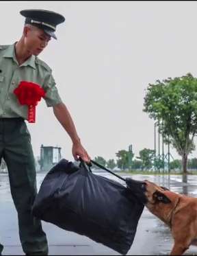 老兵退伍,警犬紧咬行李依依不舍!