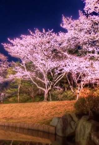 夜晚的樱花在灯光的映衬下是不是更美呢