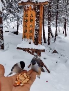 57岁的护林员被称作“鸟叔” 有一手“唤鸟”技艺