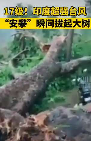 超强台风"安攀"在印度肆虐 大树瞬间被拨起！